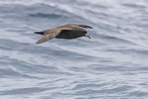 Chinned Prints: White-chinned Petrel, Procellaria aequinoctialis