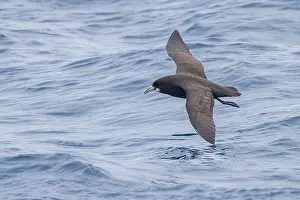 Chinned Prints: White-chinned Petrel, Procellaria aequinoctialis