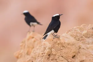 Images Dated 27th March 2018: White-crowned Wheatear