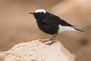 Muscicapidae Prints: White-crowned Wheatear, Oenanthe leucopyga