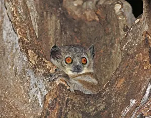 Nocturnal Prints: White-footed sportive lemur, Lepilemur leucopus