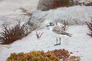 Images Dated 10th December 2007: White-fronted Plover, Charadrius marginatus
