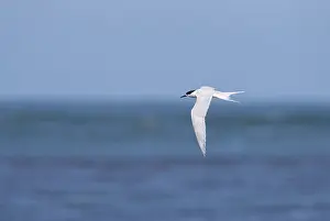 Down Prints: White-fronted Tern, Sterna striata