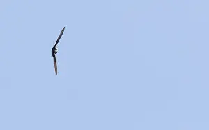 Images Dated 8th July 2017: White-rumped Swift, Apus caffer