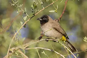 Images Dated 6th February 2013: White-spectacled Bulbul, Pycnonotus xanthopygos