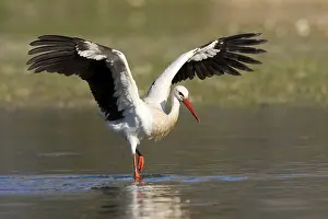 Cigogne Blanche Prints: White Stork, ciconia ciconia