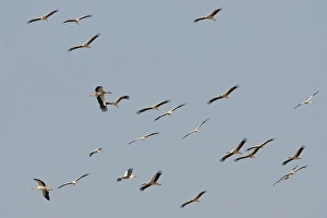 May Prints: White Stork, Ooievaar, Ciconia ciconia