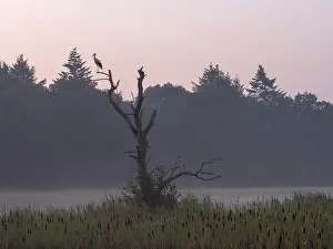 Beauty Prints: White Stork perched in a dead tree, with Bulrush below