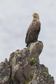 Images Dated 29th May 2016: White-tailed Eagle