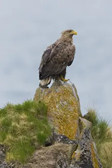 Images Dated 29th May 2016: White-tailed Eagle