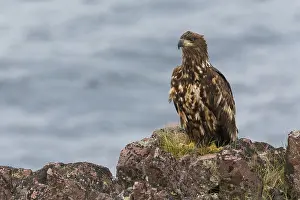 Images Dated 28th May 2016: White-tailed Eagle