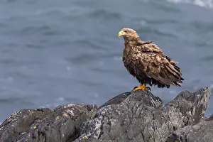 Images Dated 26th May 2016: White-tailed Eagle