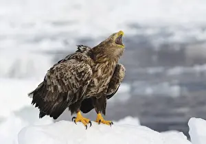 Images Dated 23rd February 2008: White-tailed eagle crying