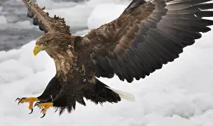 Images Dated 23rd February 2008: White-tailed eagle descending