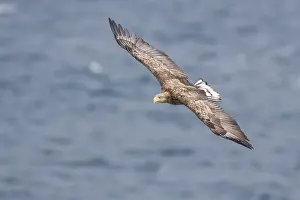 Images Dated 26th May 2016: White-tailed Eagle in flight