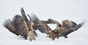 Images Dated 1st April 2017: White-tailed Eagle, Haliaeetus albicilla