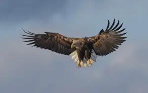Albicilla Prints: White-tailed Eagle, Haliaeetus albicilla