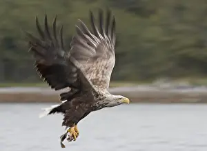 Albicilla Prints: White-tailed Eagle, Zeearend, Haliaeetus albicilla