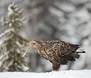 Albicilla Prints: White-tailed Eagle, Zeearend, Haliaeetus albicilla
