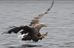 Albicilla Prints: White-tailed Eagle, Zeearend, Haliaeetus albicilla