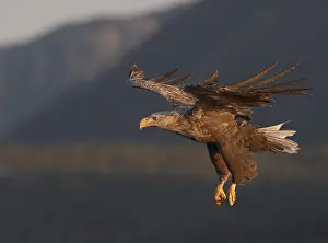Albicilla Prints: White-tailed Eagle, Zeearend, Haliaeetus albicilla
