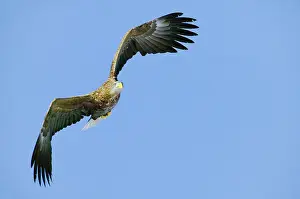 Albicilla Prints: White-tailed Eagle, Zeearend, Haliaeetus albicilla