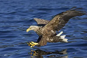 2005 Prints: White-tailed Eagle, Zeearend, Haliaeetus albicilla