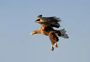 Albicilla Prints: White-tailed Eagle, Zeearend, Haliaeetus albicilla
