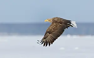 Albicilla Prints: White-tailed Eagle, Zeearend, Haliaeetus albicilla