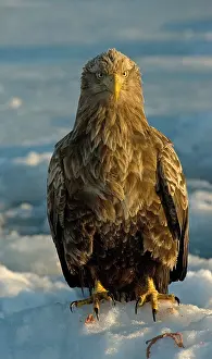 Albicilla Prints: White-tailed Eagle, Zeearend, Haliaeetus albicilla
