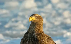 Albicilla Prints: White-tailed Eagle, Zeearend, Haliaeetus albicilla
