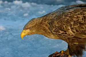 Albicilla Prints: White-tailed Eagle, Zeearend, Haliaeetus albicilla