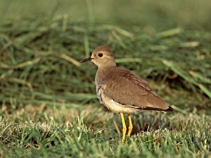 1999 Prints: White-tailed Lapwing, Witstaartkievit, Vanellus leucurus