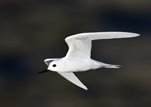 Images Dated 23rd April 2018: White Tern, Gygis alba
