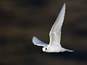 Images Dated 23rd April 2018: White Tern, Gygis alba