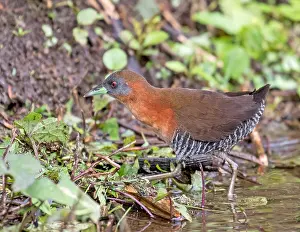 2017 Prints: White-throated Crake, Laterallus albigularis