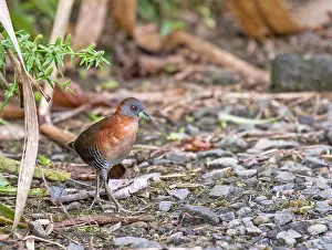 2017 Prints: White-throated Crake, Laterallus albigularis
