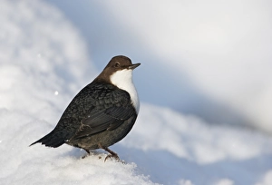 Images Dated 27th February 2006: White-throated Dipper, Waterspreeuw, Cinclus cinclus