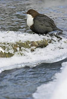 Images Dated 27th February 2006: White-throated Dipper, Waterspreeuw, Cinclus cinclus