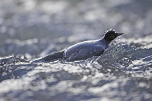 Images Dated 7th February 2006: White-throated Dipper, Waterspreeuw, Cinclus cinclus