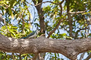 Images Dated 26th February 2013: A white-throated magpie-jay, Calocitta formosa