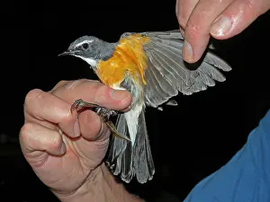 White Throated Prints: White-throated Robin, Irania gutturalis