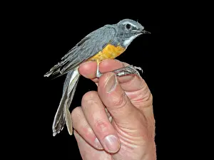 White Throated Prints: White-throated Robin, Irania gutturalis