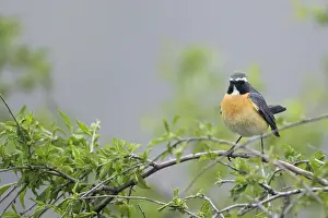 White Throated Prints: White-throated Robin, Irania gutturalis