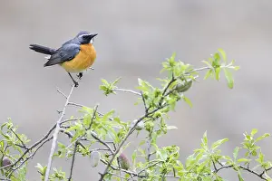 White Throated Prints: White-throated Robin, Irania gutturalis
