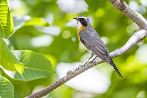 White Throated Prints: White-throated Robin, Perzische Roodborst, Irania gutturalis