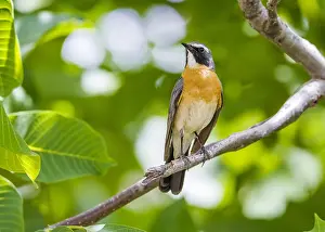 White Throated Prints: White-throated Robin, Perzische Roodborst, Irania gutturalis