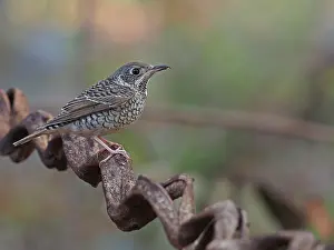 2021 Prints: White-throated Rock-thrush, Monticula gularis, female