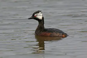 2000 Prints: White-tufted Grebe (Rollandia rolland)