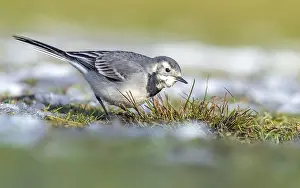Motacilla Prints: White Wagtail, Motacilla alba alba